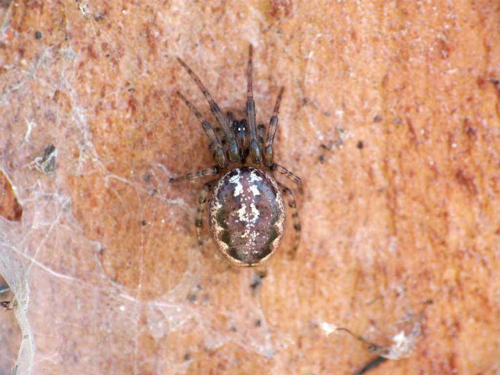 Leviellus sp. - Ostia Antica (RM)